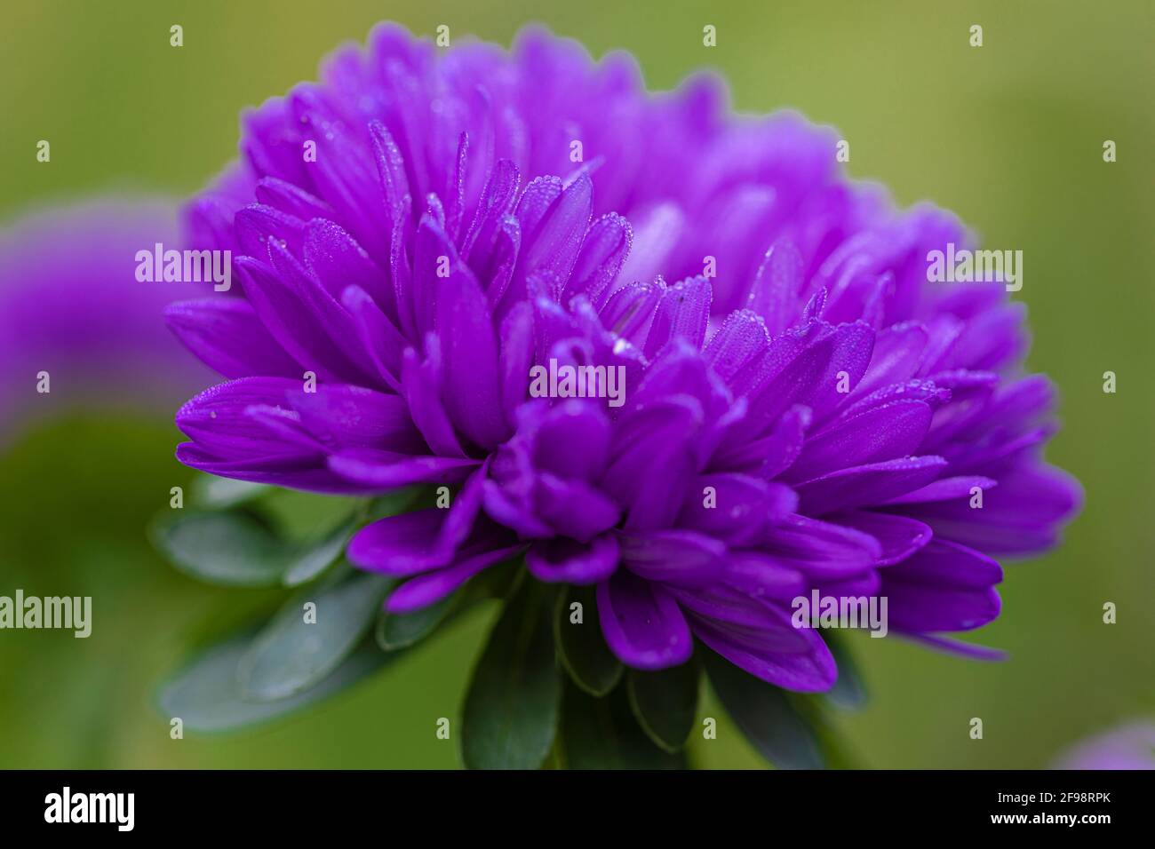 Aster flower, closeup Stock Photo Alamy
