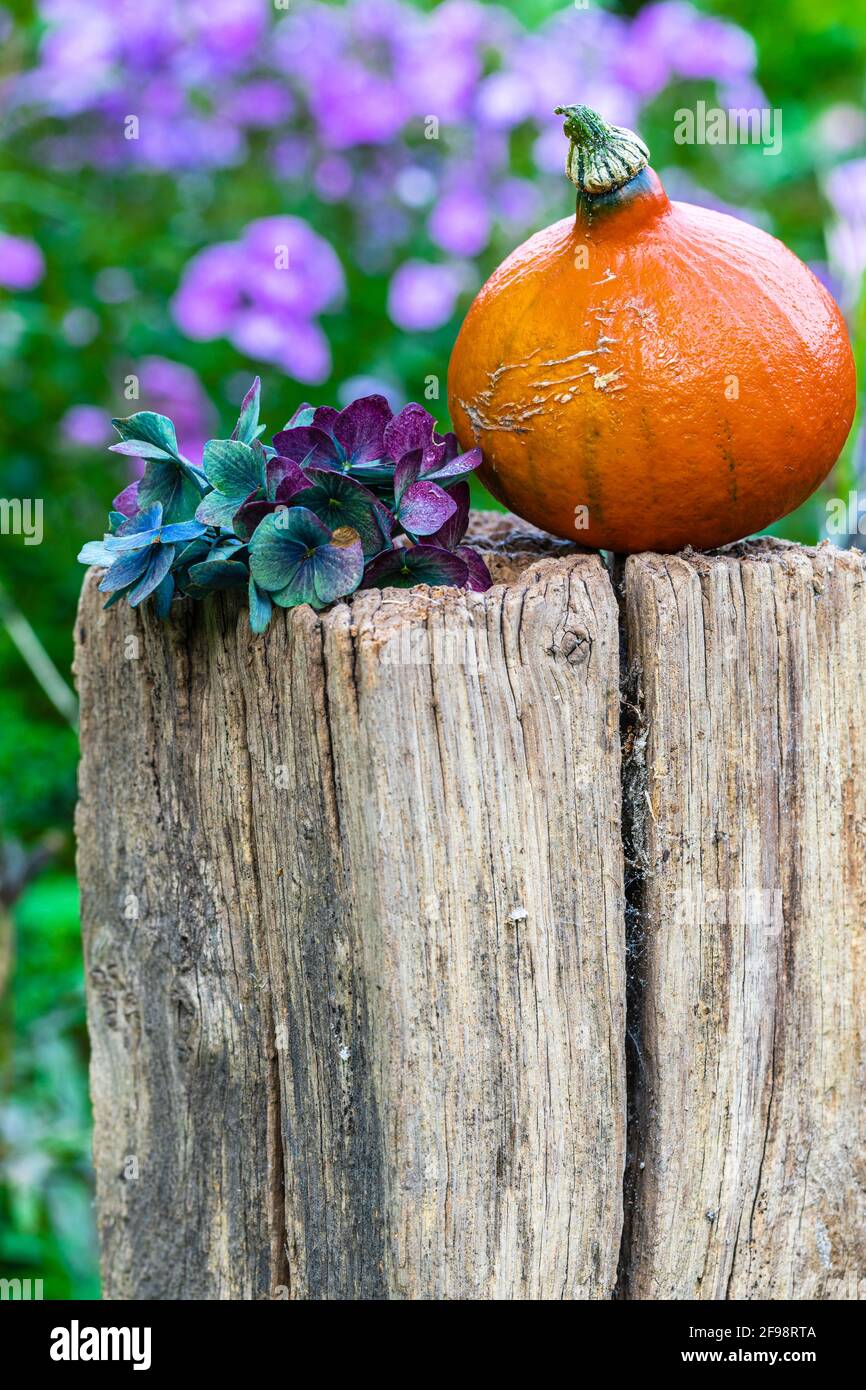 Pumpkin, autumn decoration in the garden, still life Stock Photo