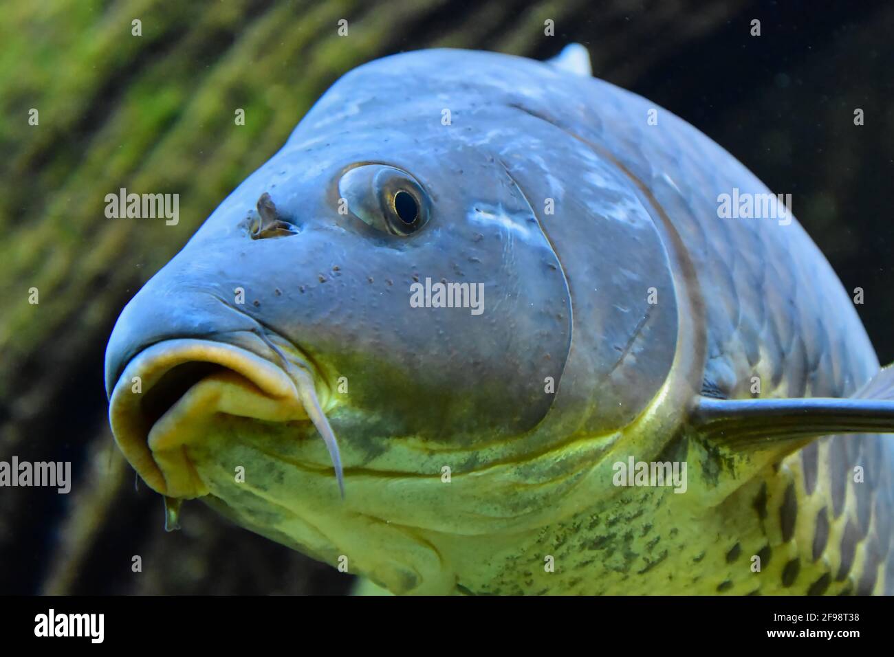 Shot of a blueyellow fish with sharp teeth on the deep sea Stock Photo