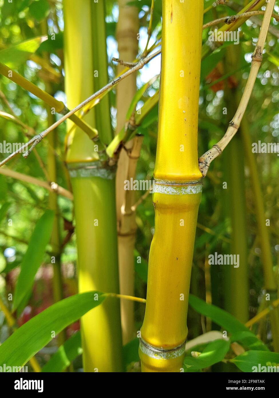 Bambur tubes with knots Stock Photo