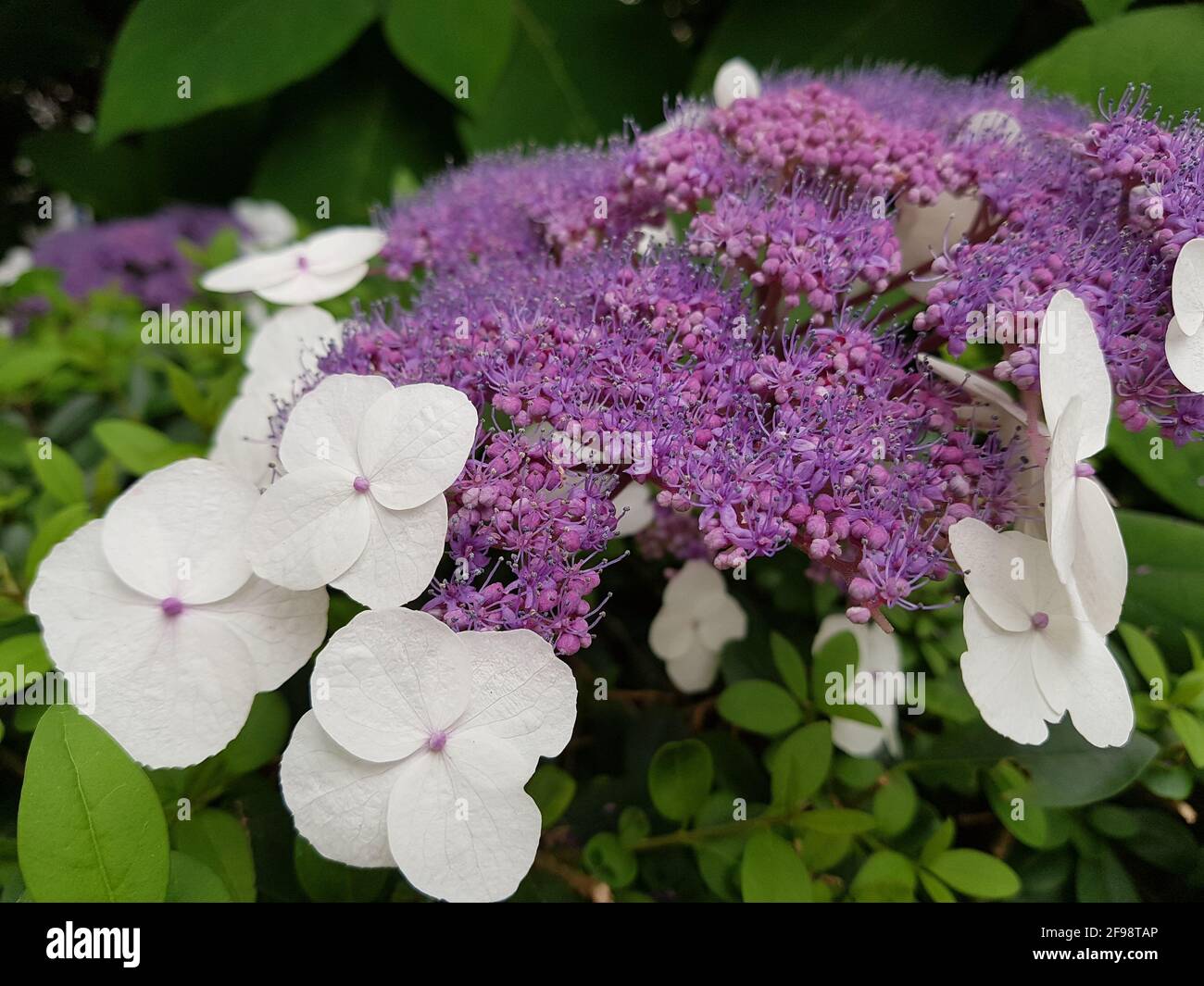 Hydrangea flower, close-up Stock Photo