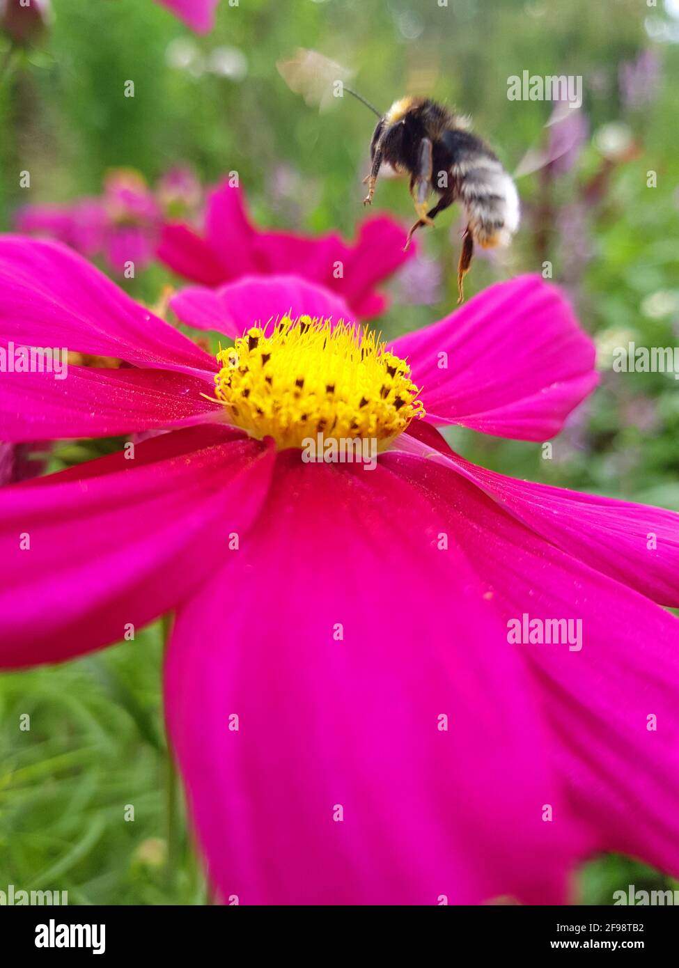 Bumblebee on Cosmea, close-up Stock Photo