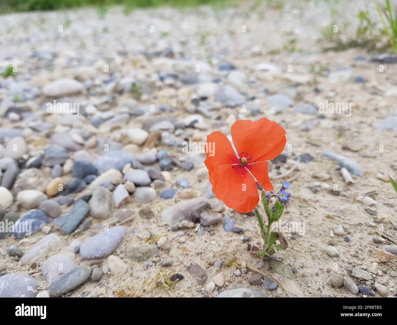 Beauty in the gravel Stock Photo