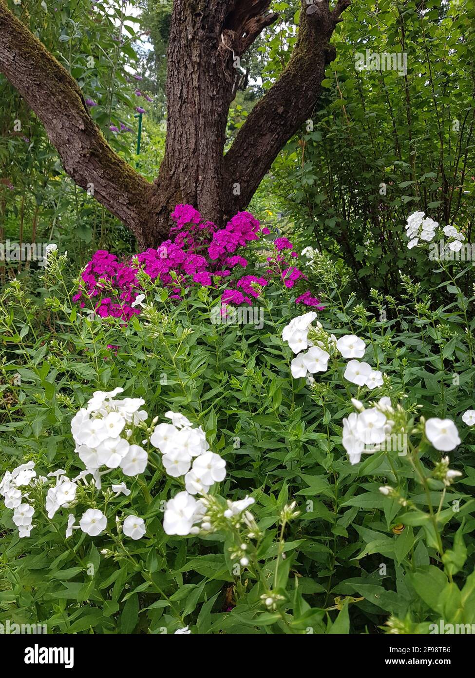 White and purple phlox perennials in the garden Stock Photo