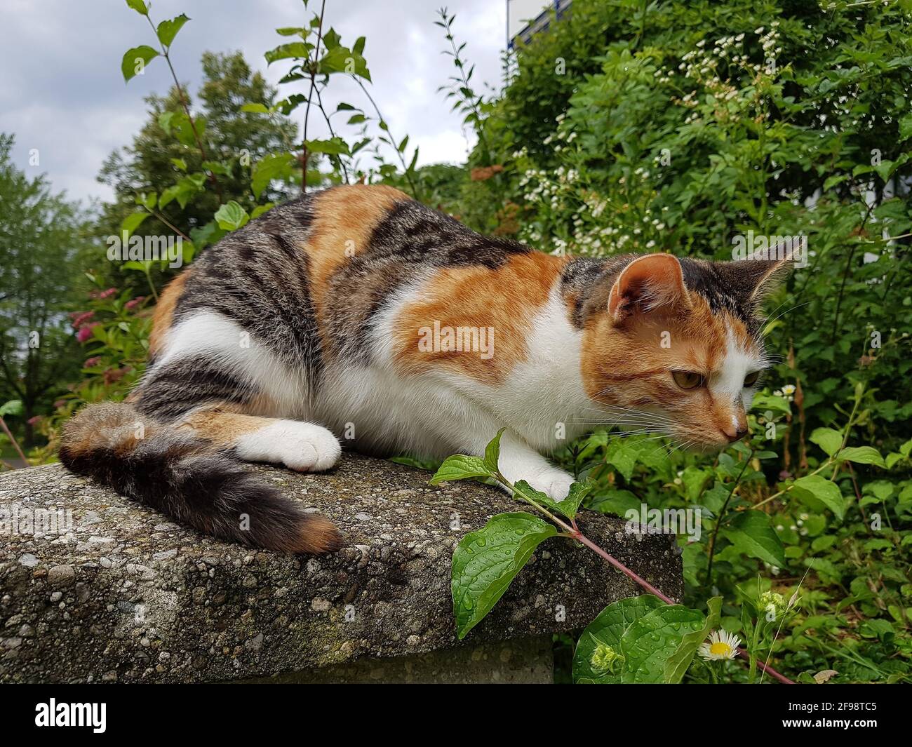 Cat hunting for mice Stock Photo