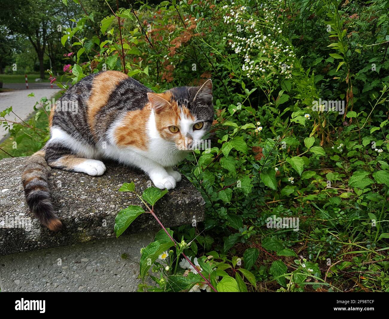 Cat hunting for mice Stock Photo