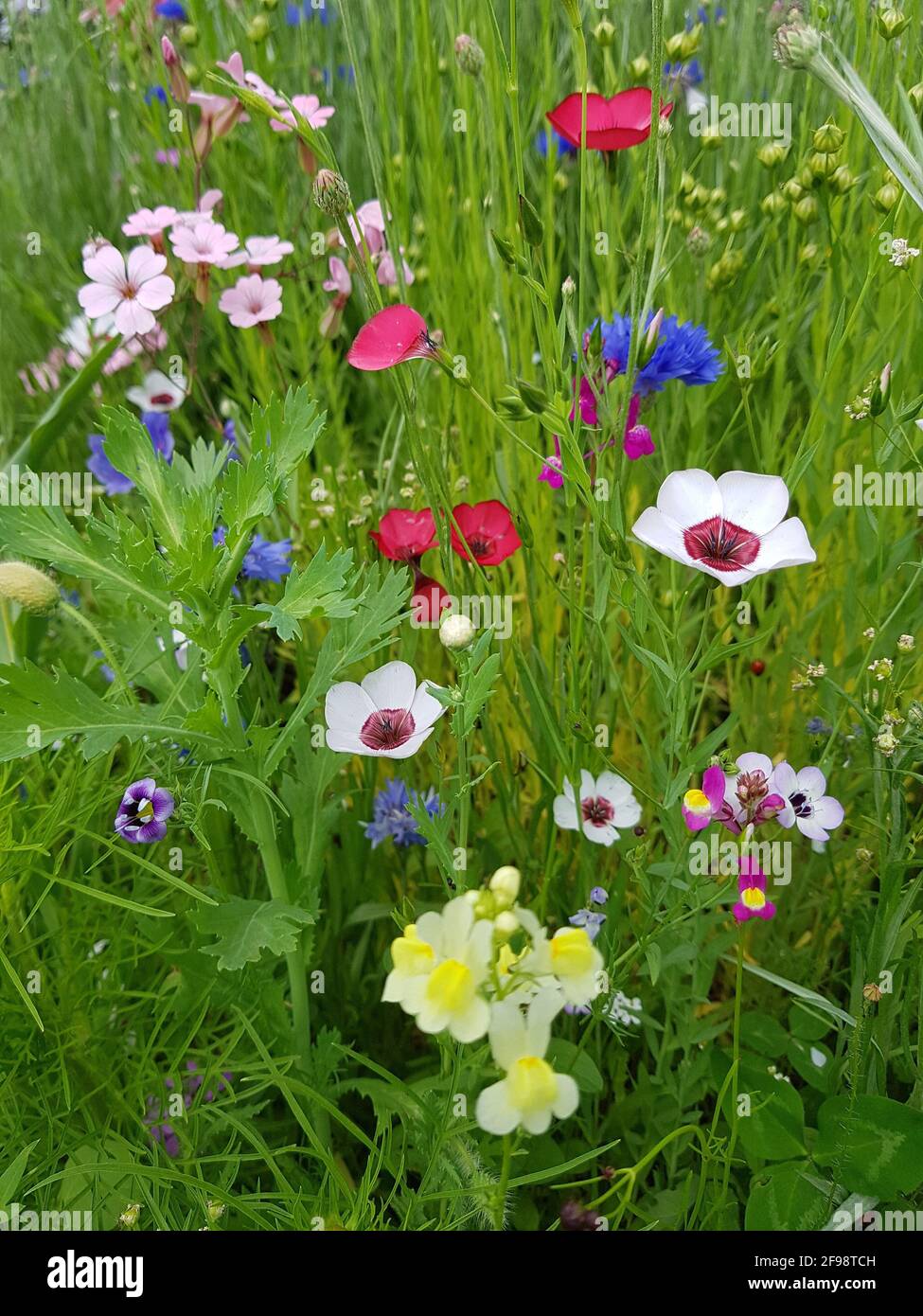 Colorful flower meadow Stock Photo