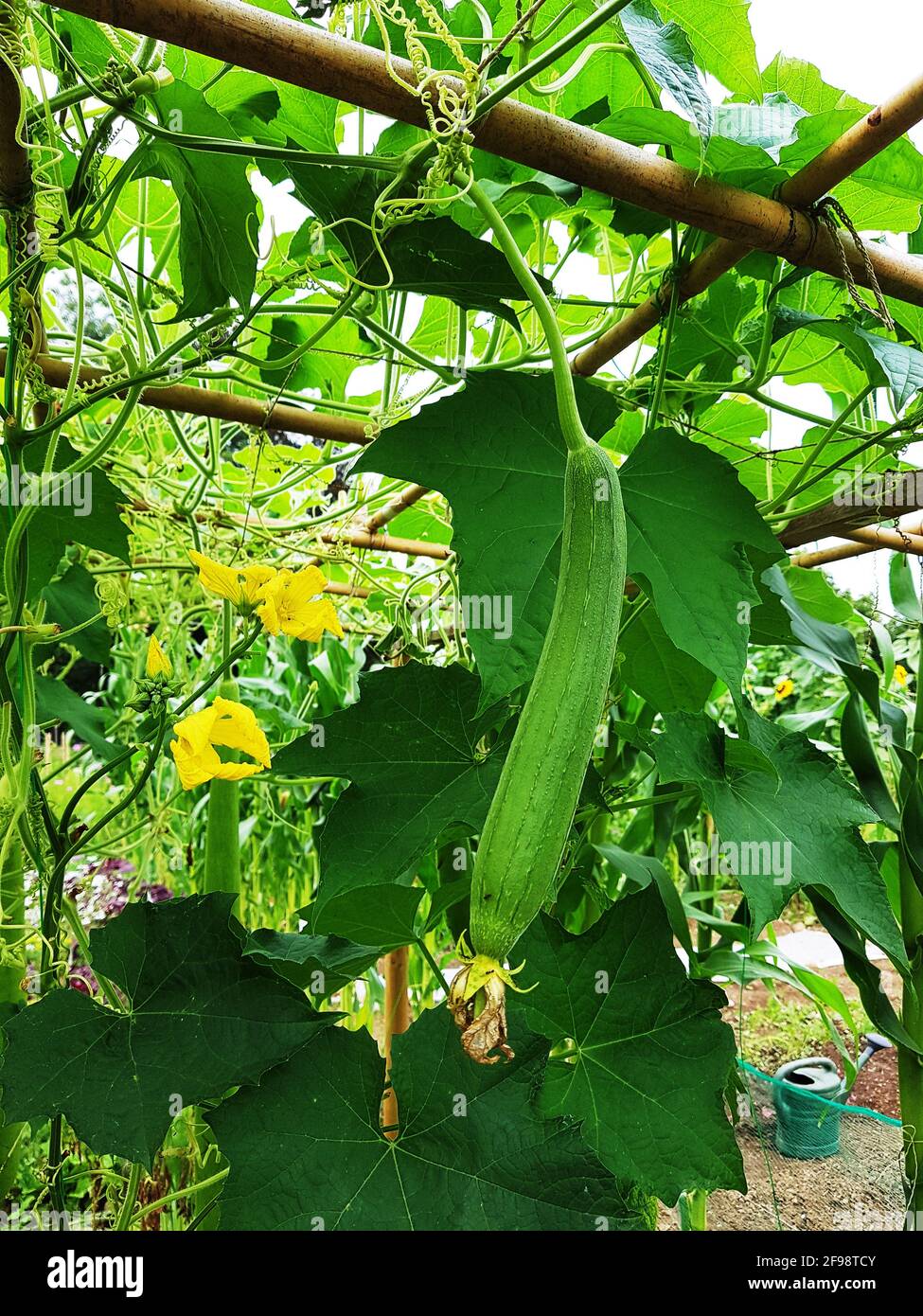 Cucumber in the garden Stock Photo