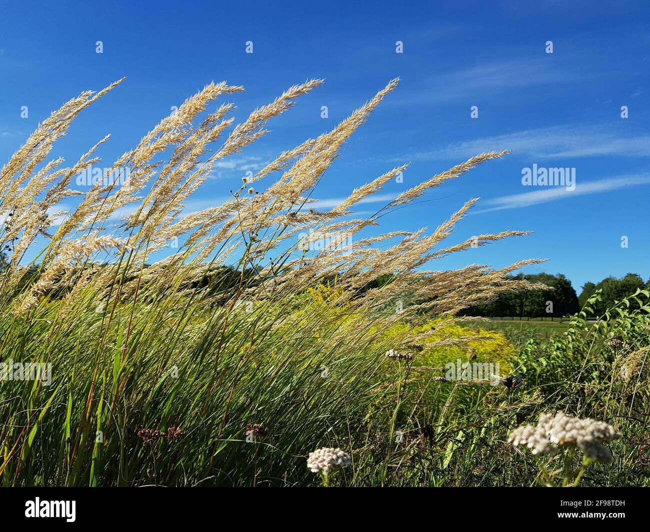 Grasses in the summer wind Stock Photo