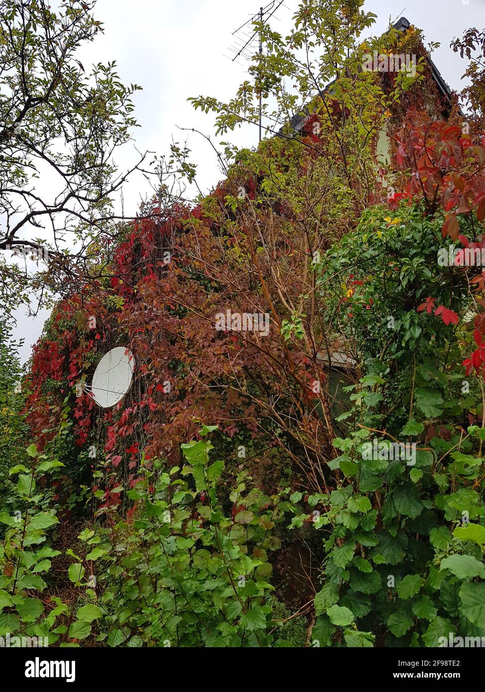 House overgrown by nature Stock Photo