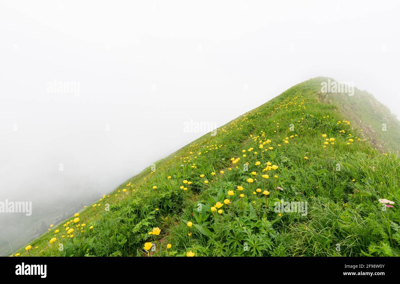 Mountain meadow with blooming globe flowers (Trollius europaeus) in thick fog. Allgäu Alps, Bavaria, Germany Stock Photo