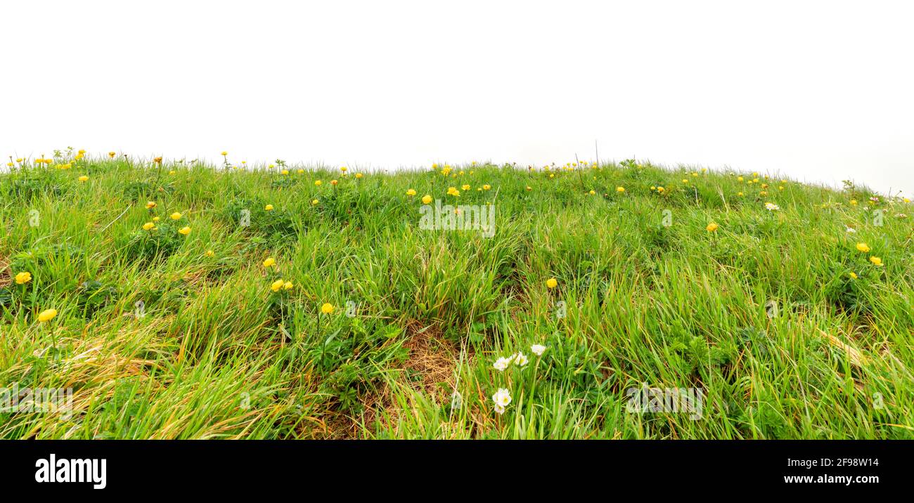 Mountain meadow with blooming globe flowers (Trollius europaeus) and tall grass in thick fog. Isolated. Allgäu Alps, Bavaria, Germany Stock Photo