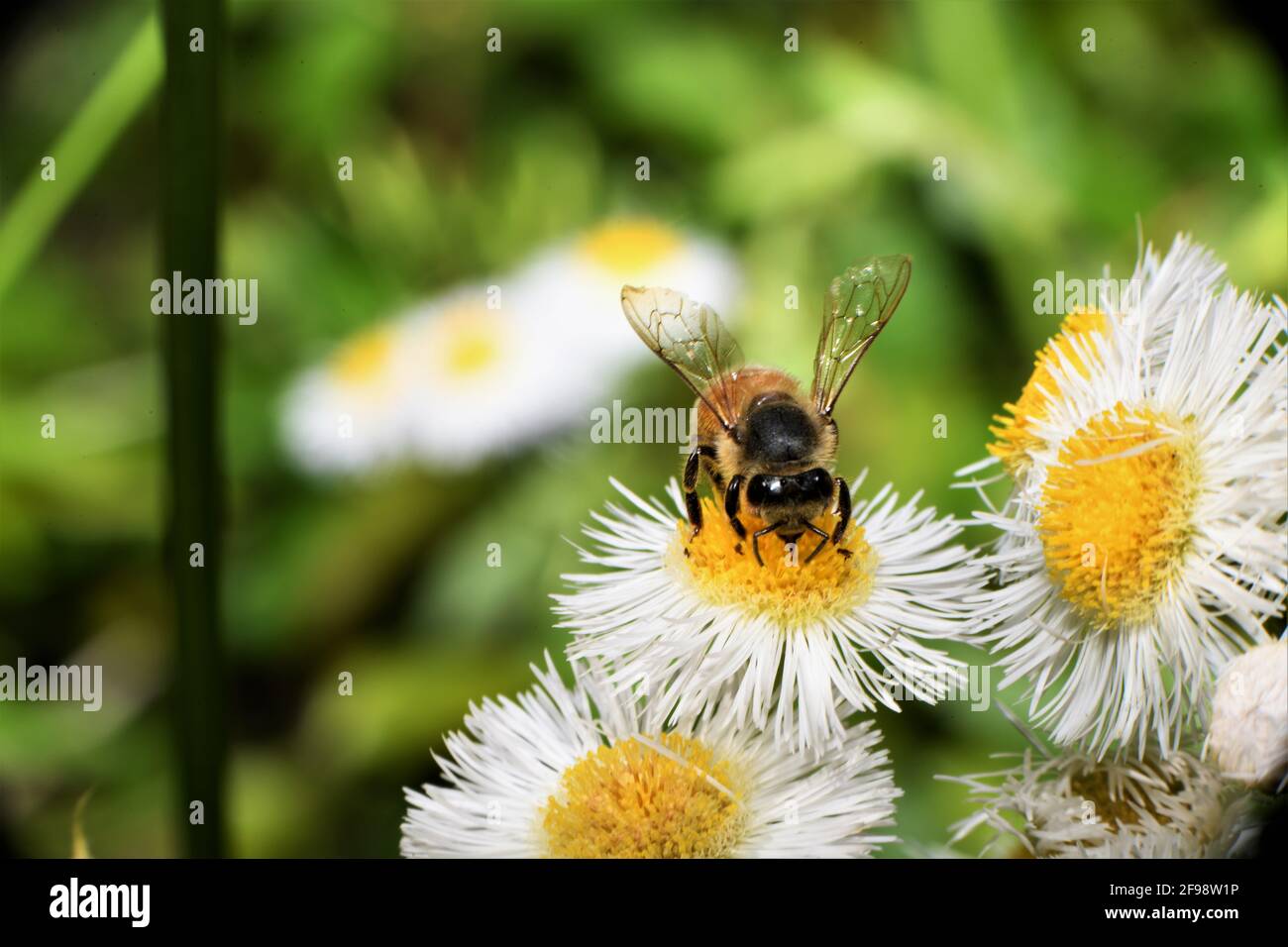 Honeybee on daisy fleabane. Stock Photo