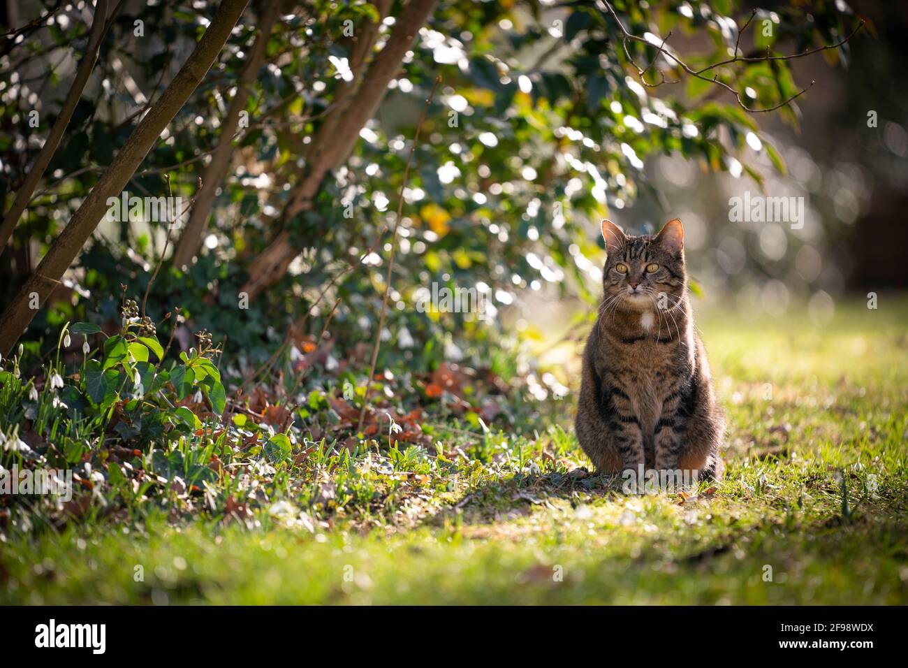 tabby cat sitting on sunny meadow outdoors in nature looking Stock ...