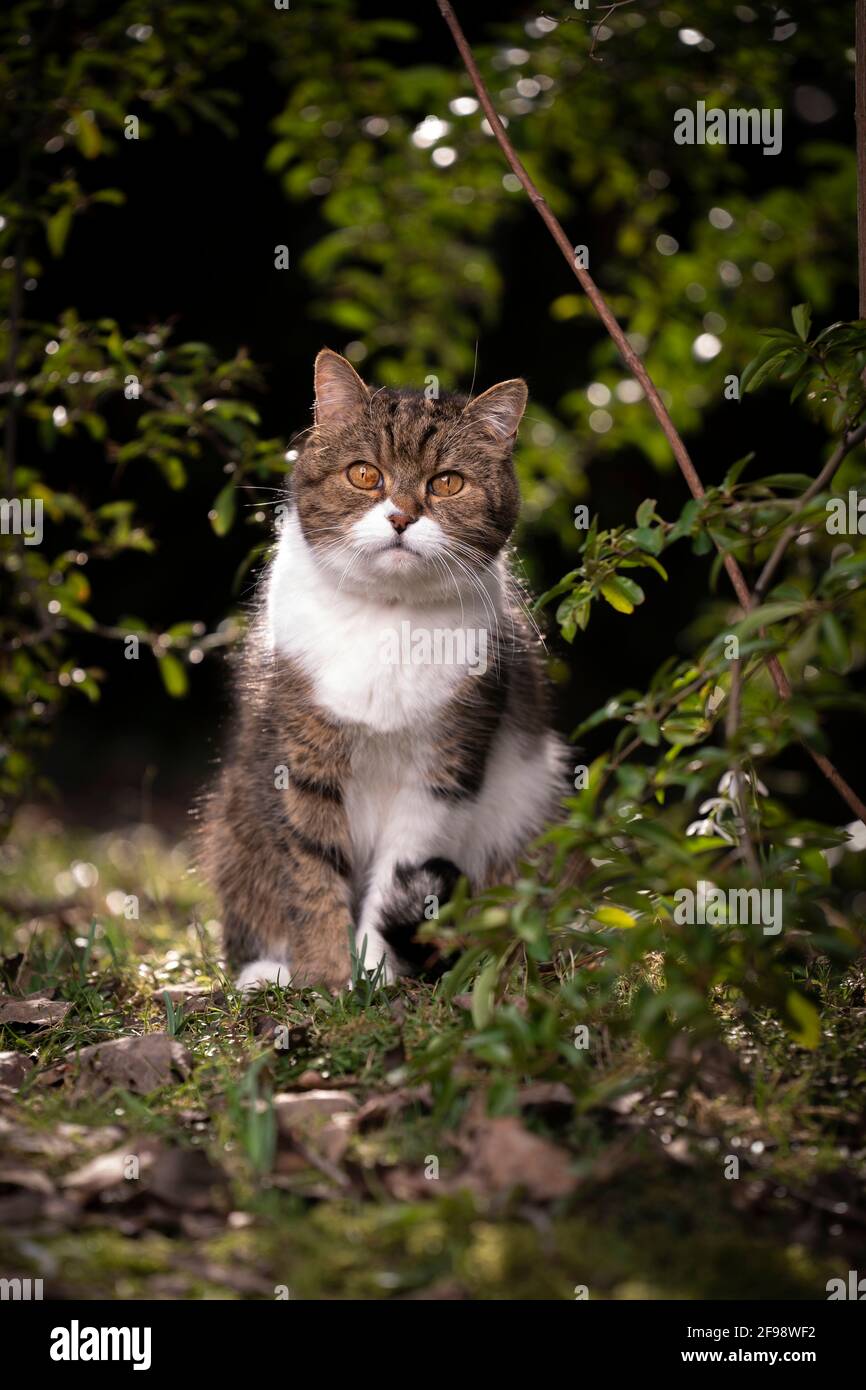 tabby white british shorthair cat sitting on the ground outdoors in ...