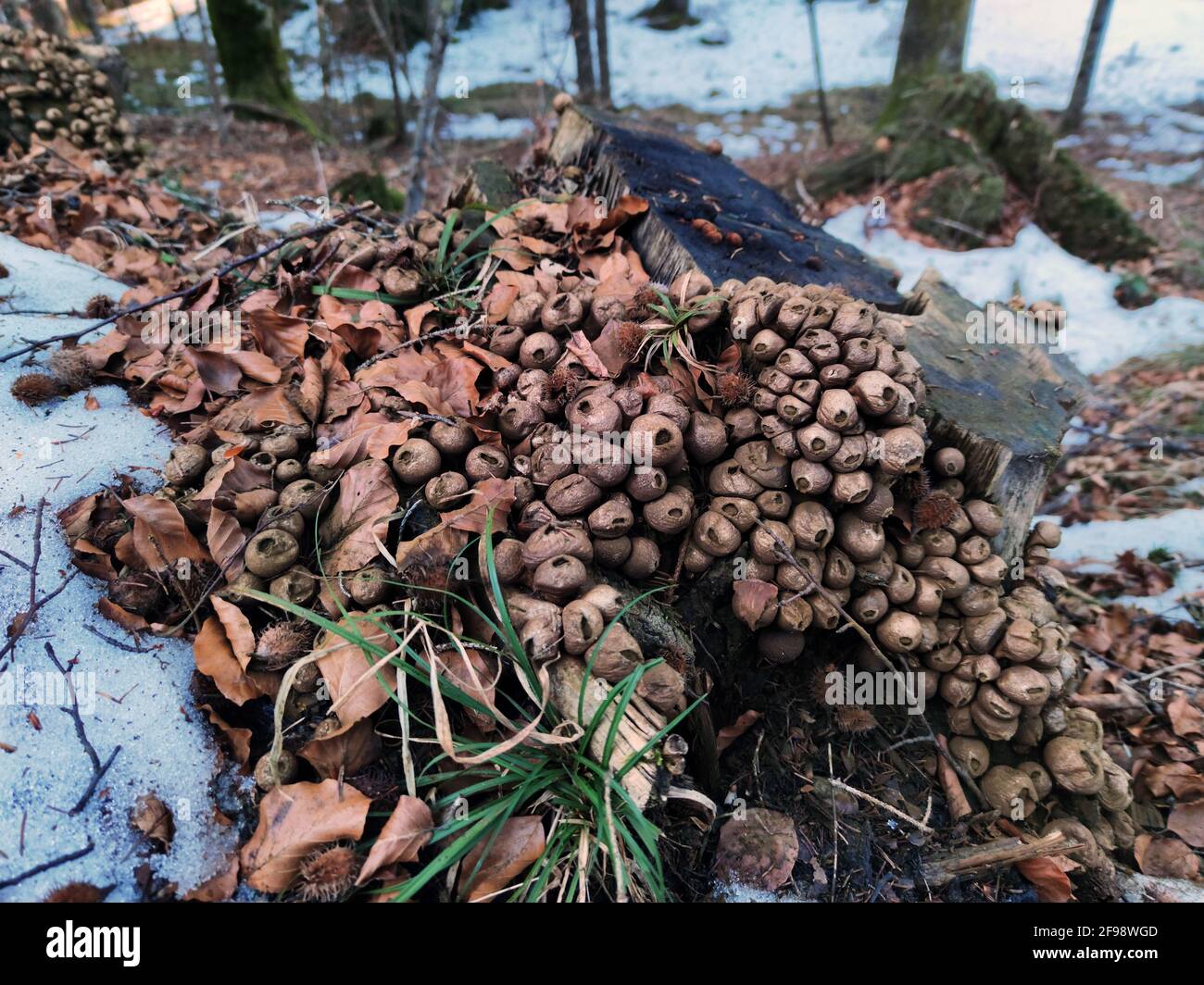 overripe pear dusters, (Lycoperdon pyriforme), Stock Photo