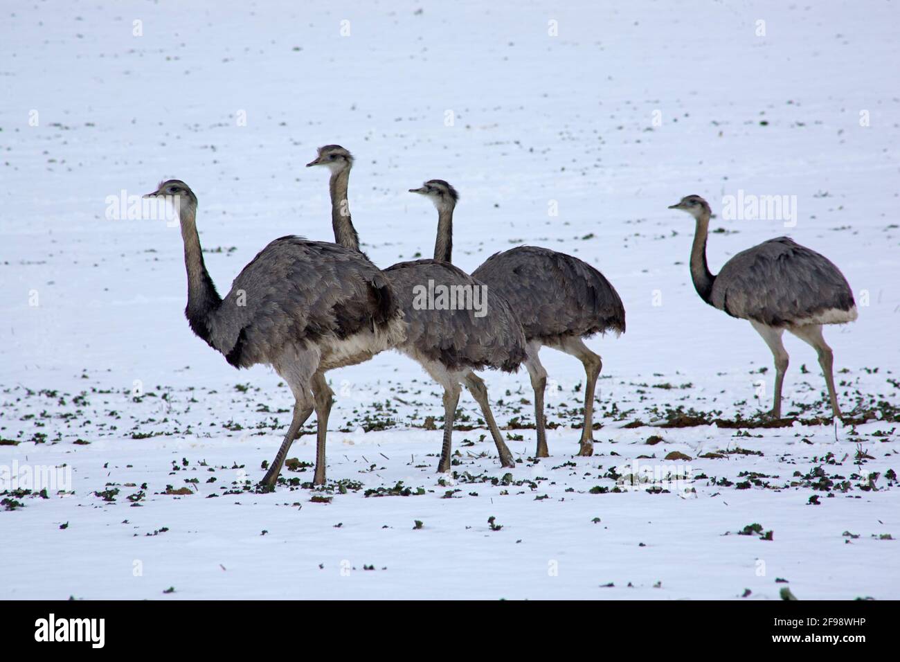 Rhea on a snow-covered field near Utecht on Lake Ratzeburg. Escaped from an enclosure in Gross-Groenau in autumn 2000, up to 300 specimens now live in the Schaalsee biosphere reserve. The real home of the ostrich-like chicken, which is up to 1.70 m tall, is the South American pampas. Stock Photo