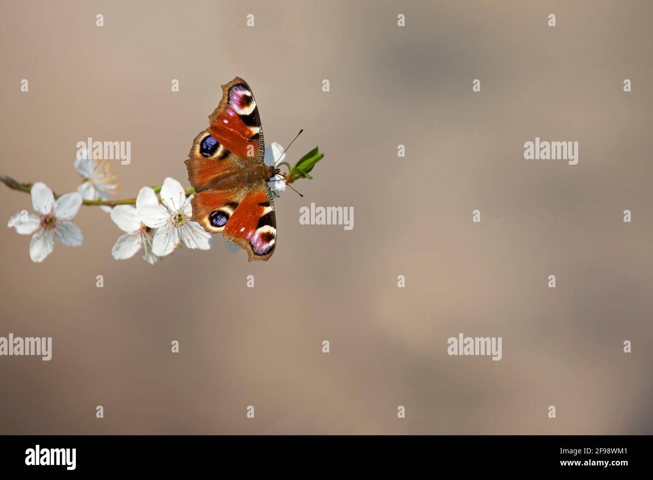 A peacock butterfly sits on the blossoms of a wild cherry. Stock Photo