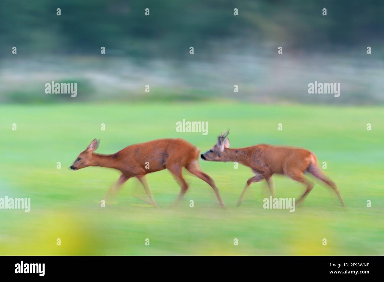 Roe deer and roebuck (Capreolus capreolus) in the mating season, July, Hesse, Germany Stock Photo