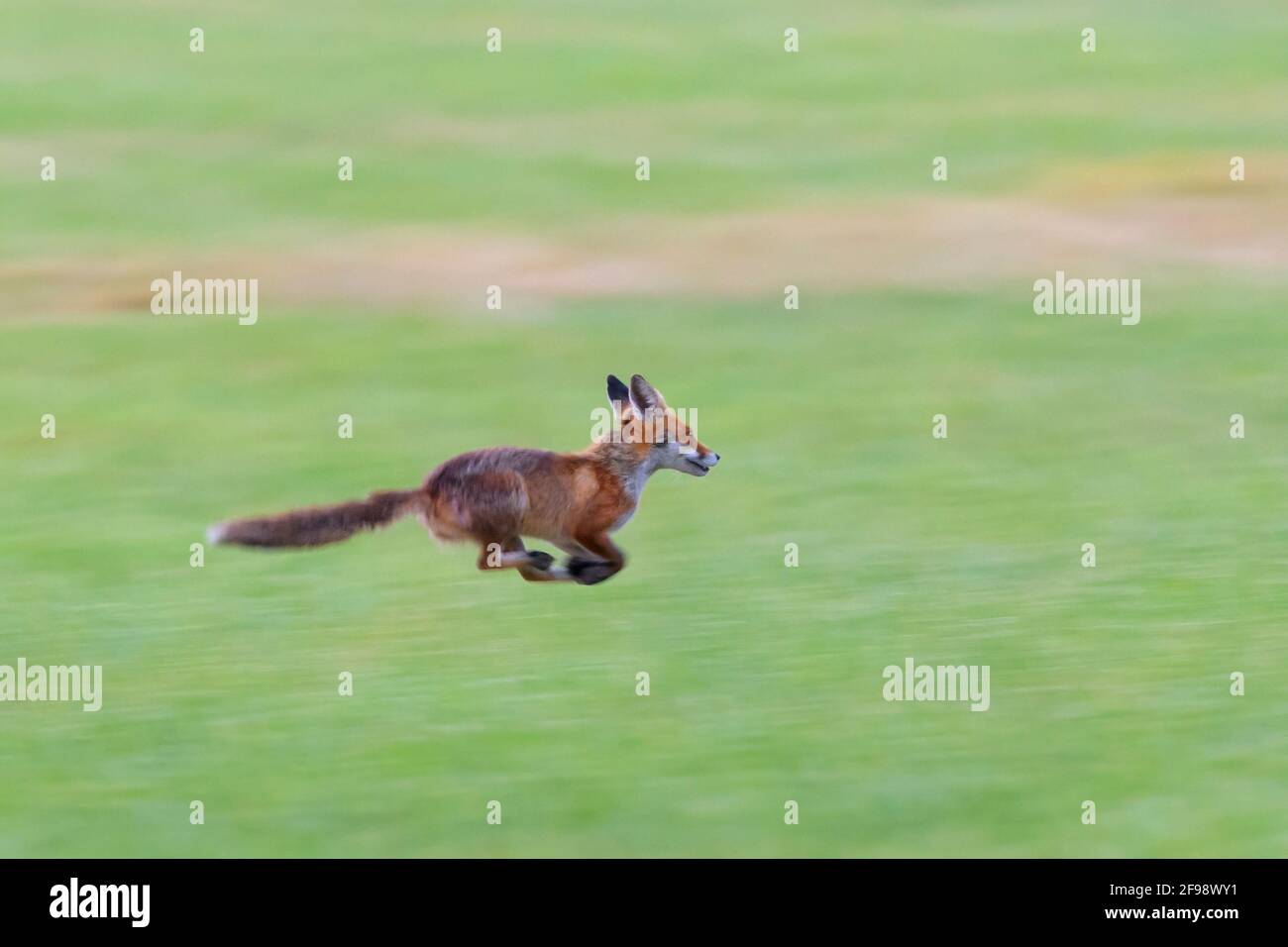 Fugitive red fox (Vulpes vulpes) in a meadow, June, Hesse, Germany Stock Photo