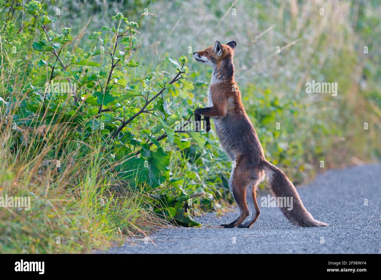 Red fox (Vulpes vulpes) sniffs a thistle, June, Hesse, Germany Stock Photo