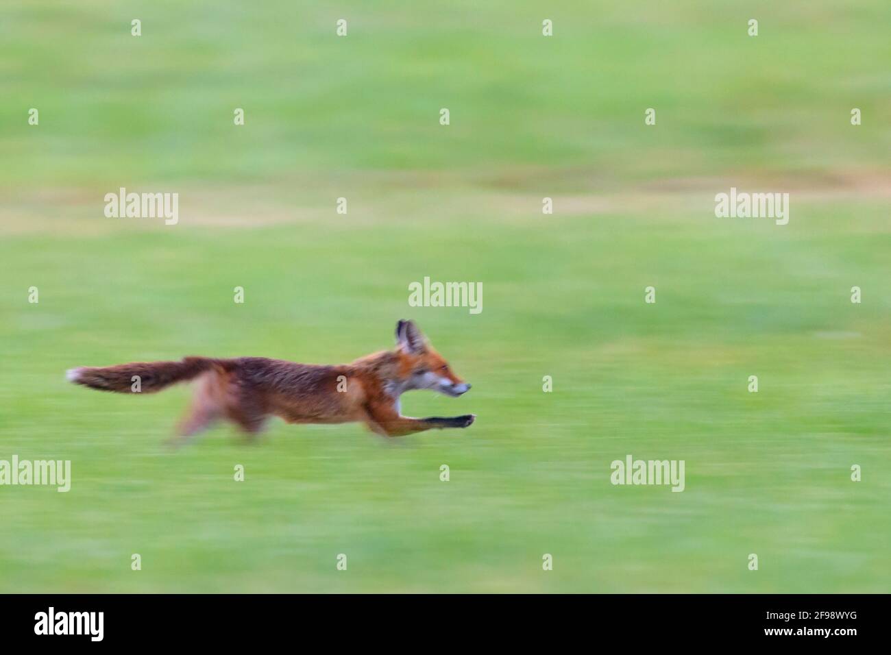 Fugitive red fox (Vulpes vulpes) in a meadow, June, Hesse, Germany Stock Photo