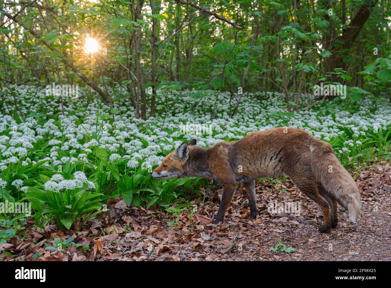 Red fox (Vulpes vulpes) sniffs at wild garlic at sunrise, April, Hesse, Germany Stock Photo