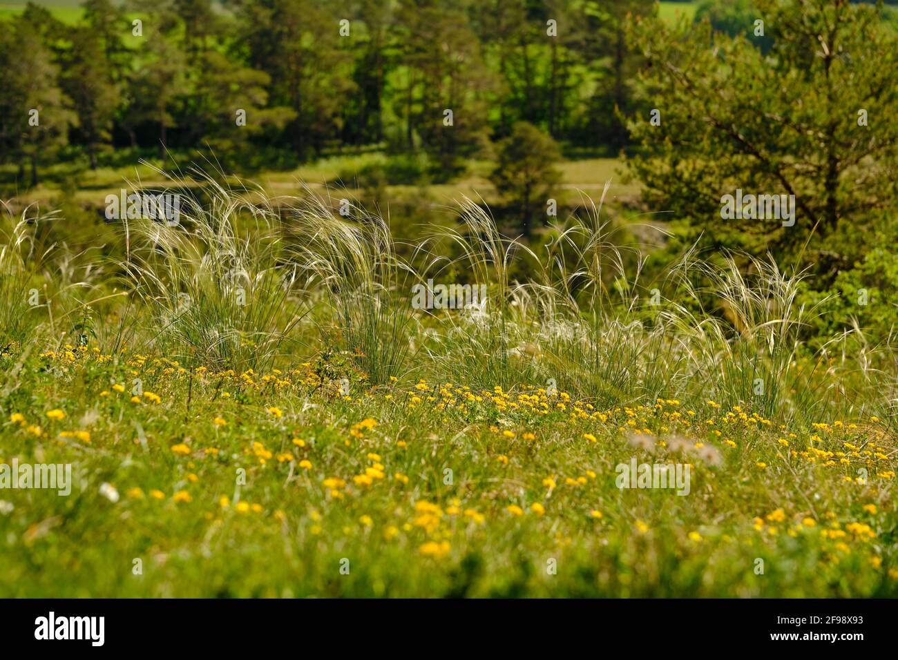 Real feather grass, Stipa pennata Stock Photo