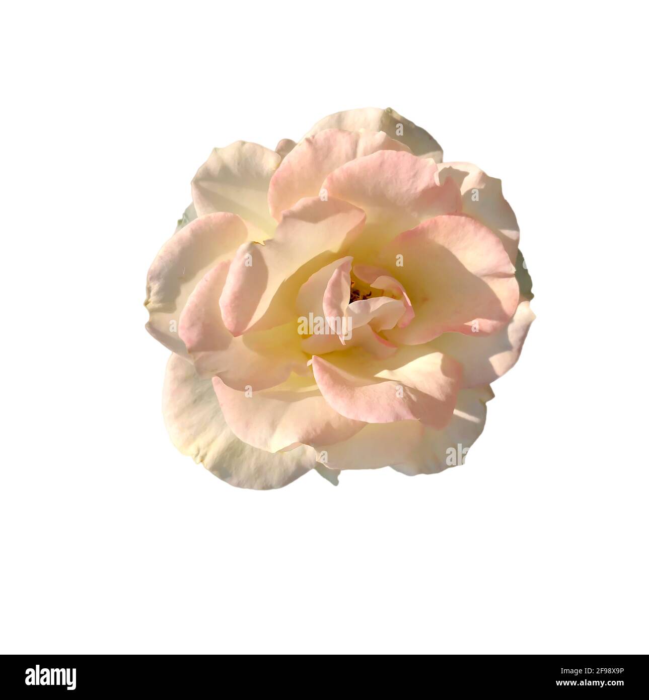 The roses are on a white background that can be used to make cards or compose images. Stock Photo