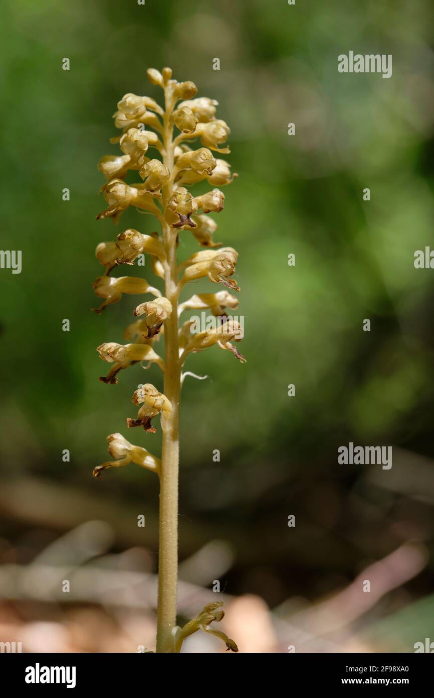 Nest Roots Bird's nest root, Neottia nidus-avis Stock Photo - Alamy