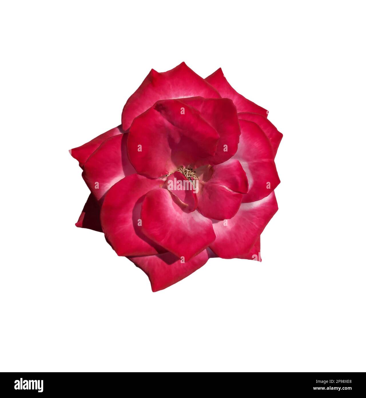 The roses are on a white background that can be used to make cards or compose images. Stock Photo