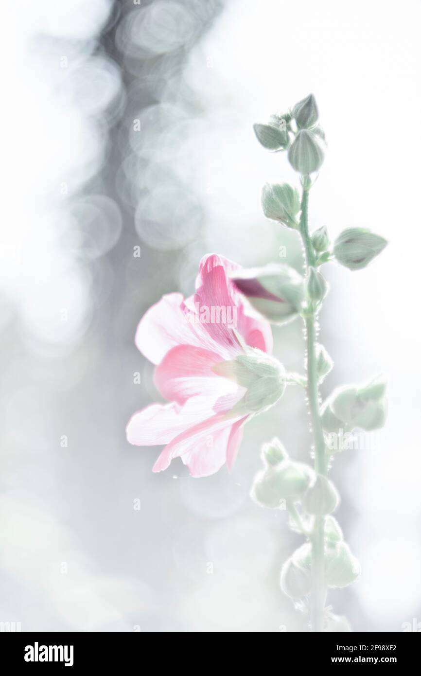 Hollyhock, photographed with a macro vintage lens, bokeh in the background Stock Photo