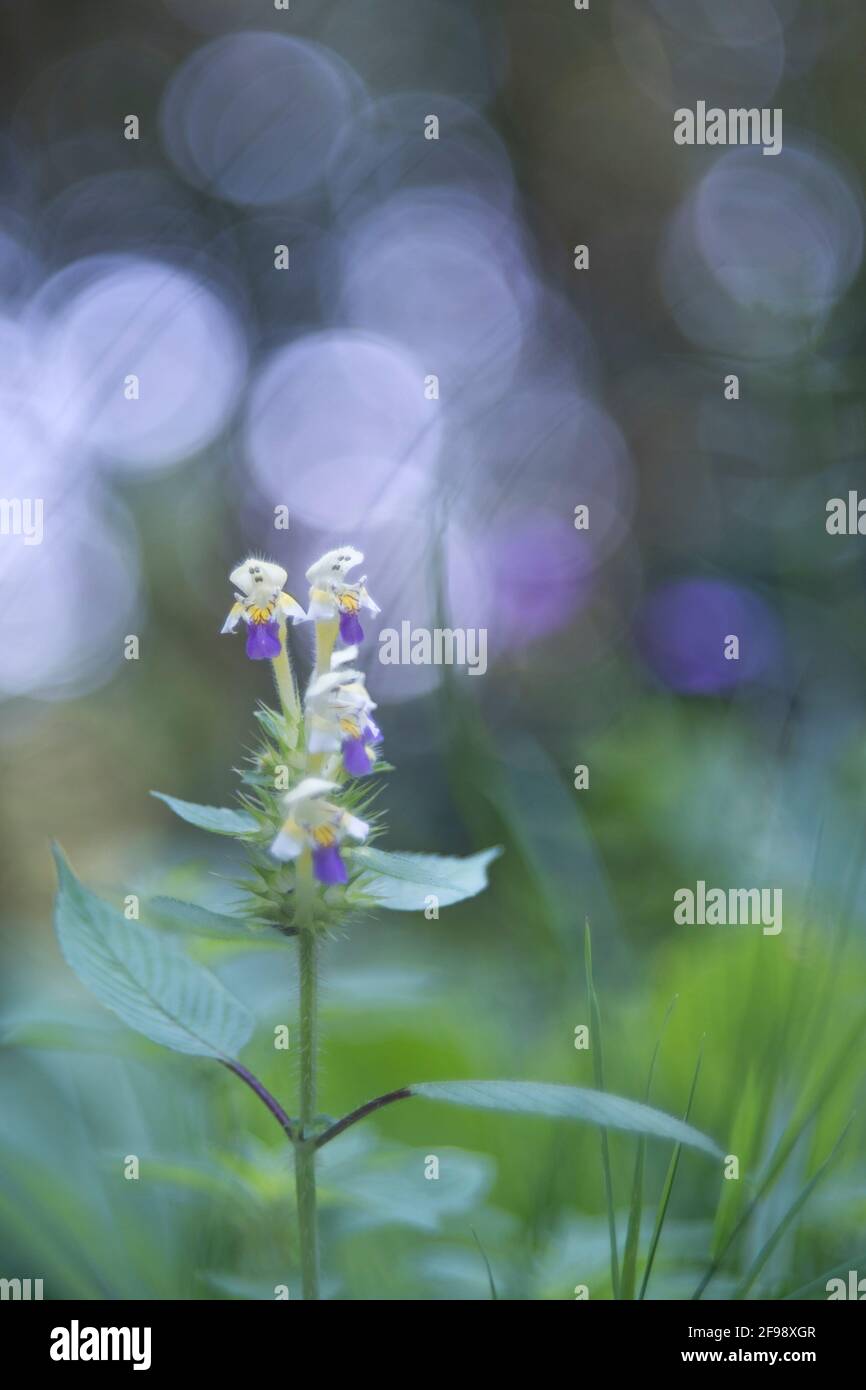 Dead nettle in yellow-purple, photographed with a macro vintage lens. Nice bokeh in the background. Stock Photo