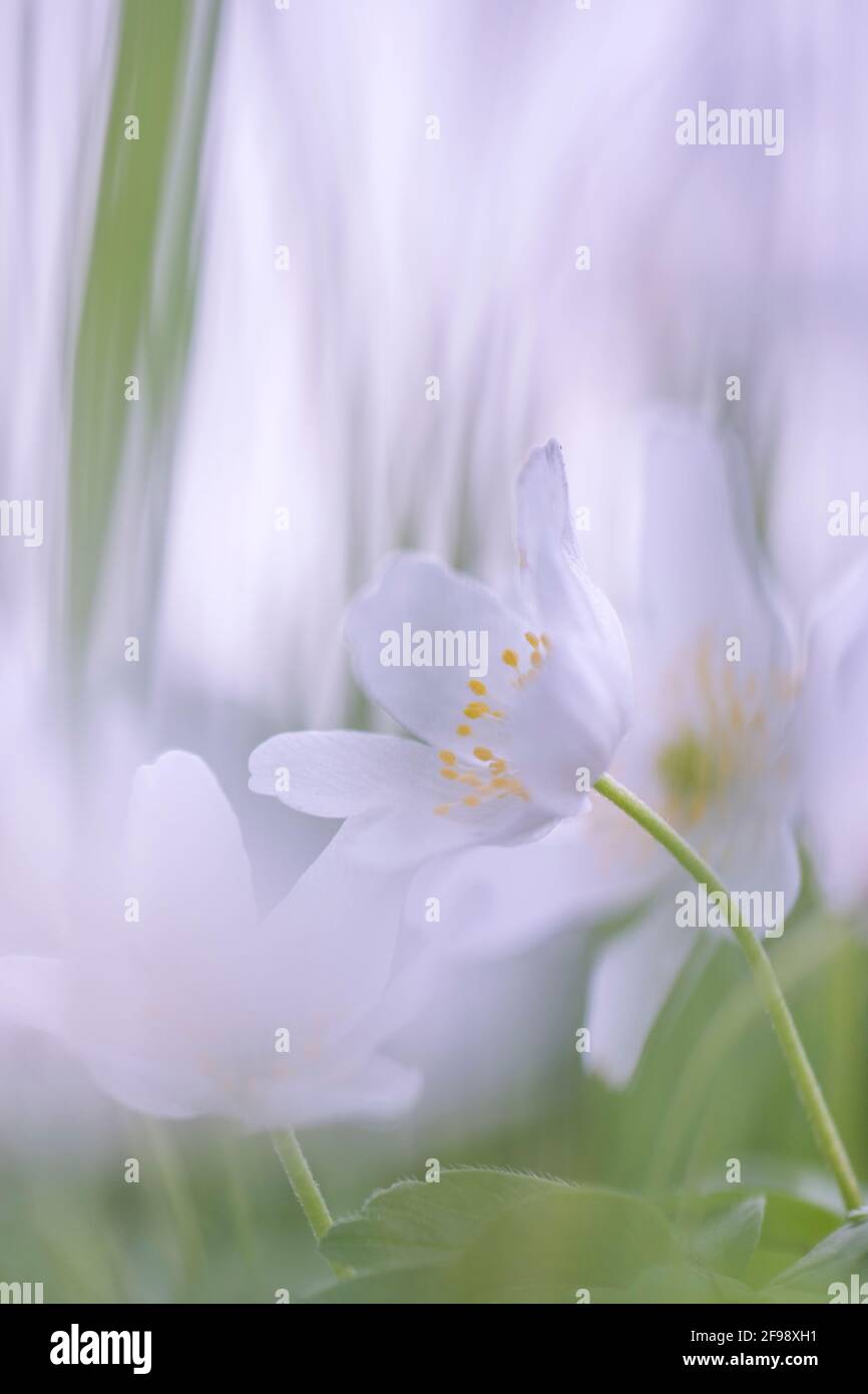 Wood anemone, photographed with a macro vintage lens Stock Photo