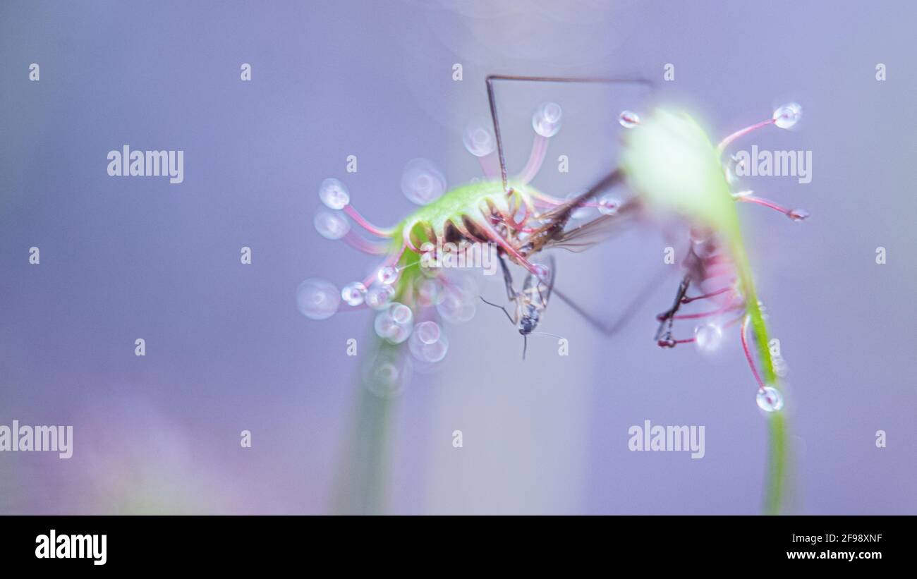 Sundew with prey, photographed with a macro vintage lens Stock Photo