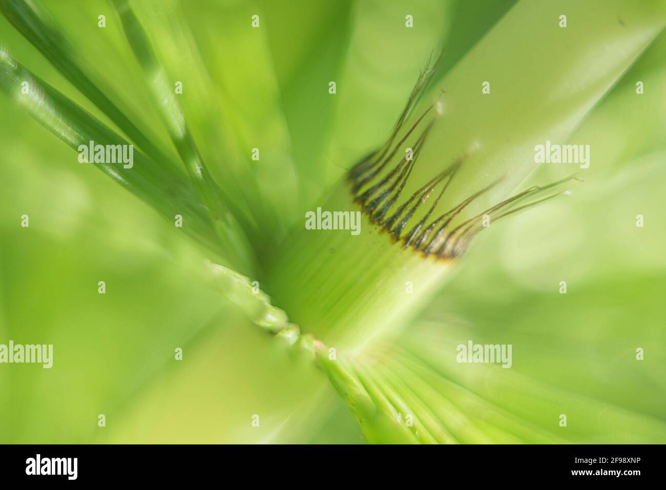 Field horsetail, photographed with a macro vintage lens Stock Photo