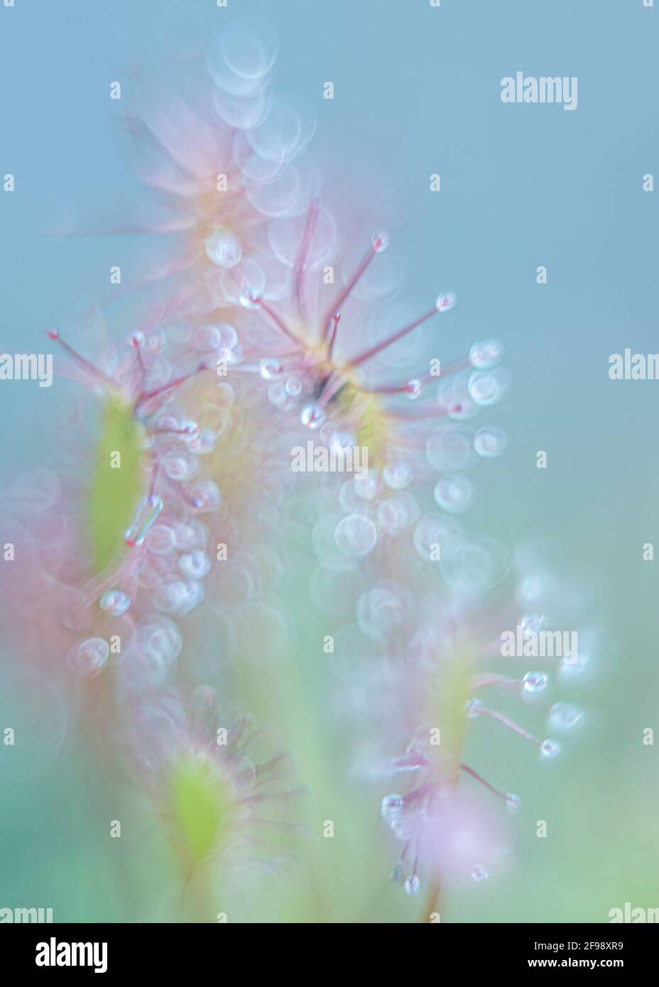 Sundew, photographed with a macro vintage lens Stock Photo