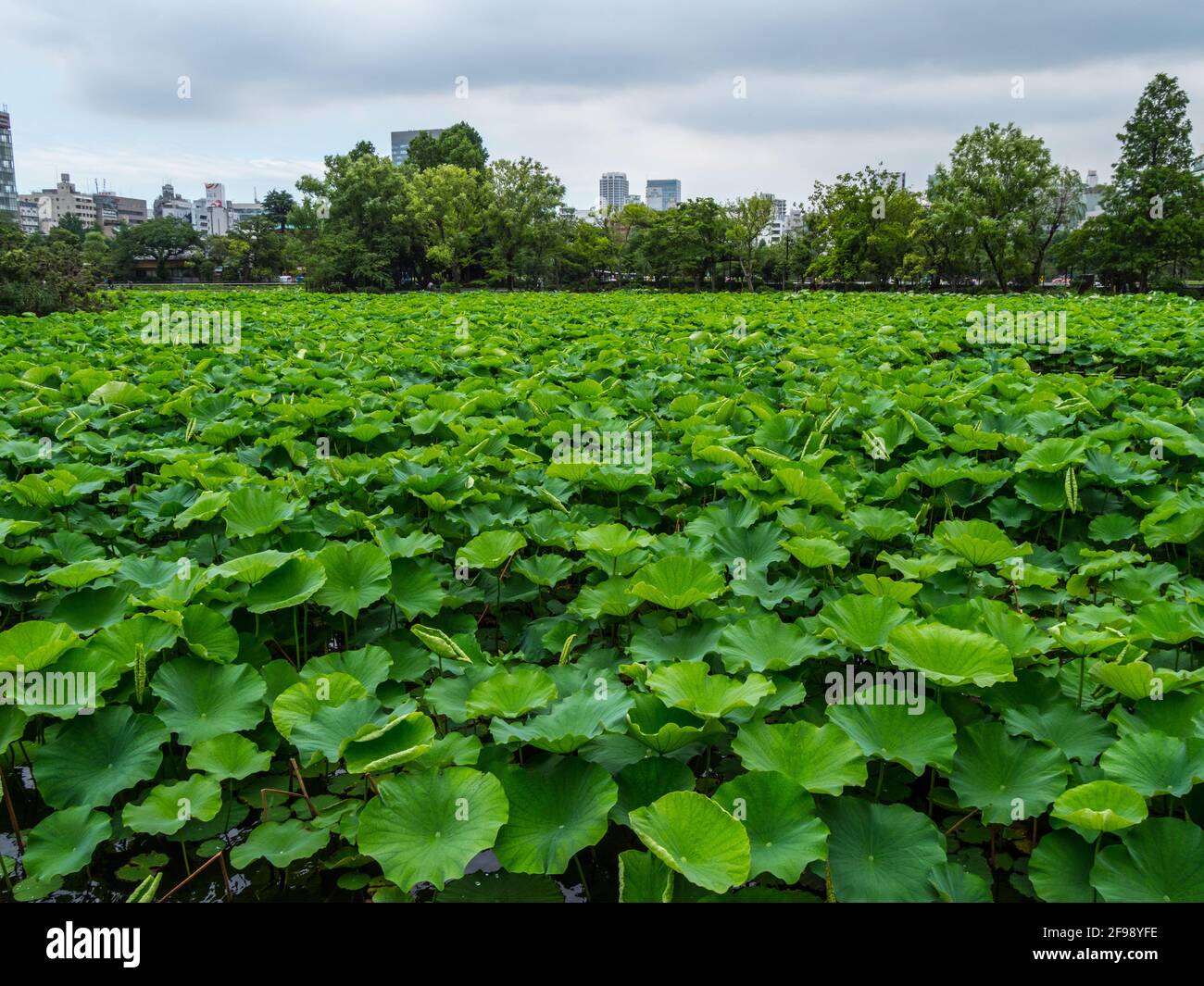 Beautiful lakes covert with green plants at Ueno Park Tokyo Stock Photo