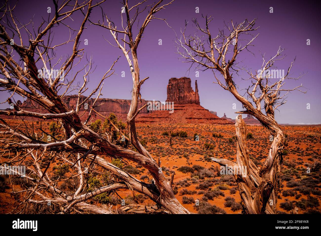 Rotten trees hi-res stock photography and images - Alamy