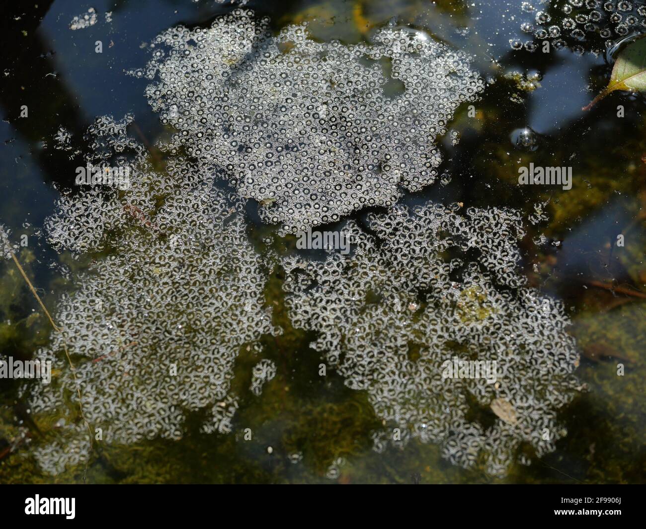 Group of frog egg foam bubble on the water surface, The species of amphibians in Thailand Stock Photo