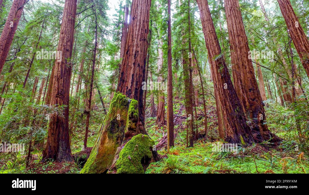 The Giant red Cedar trees at Redwoods National Park Stock Photo