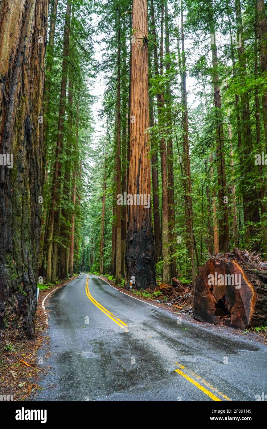 The Giant red Cedar trees at Redwoods National Park Stock Photo Alamy