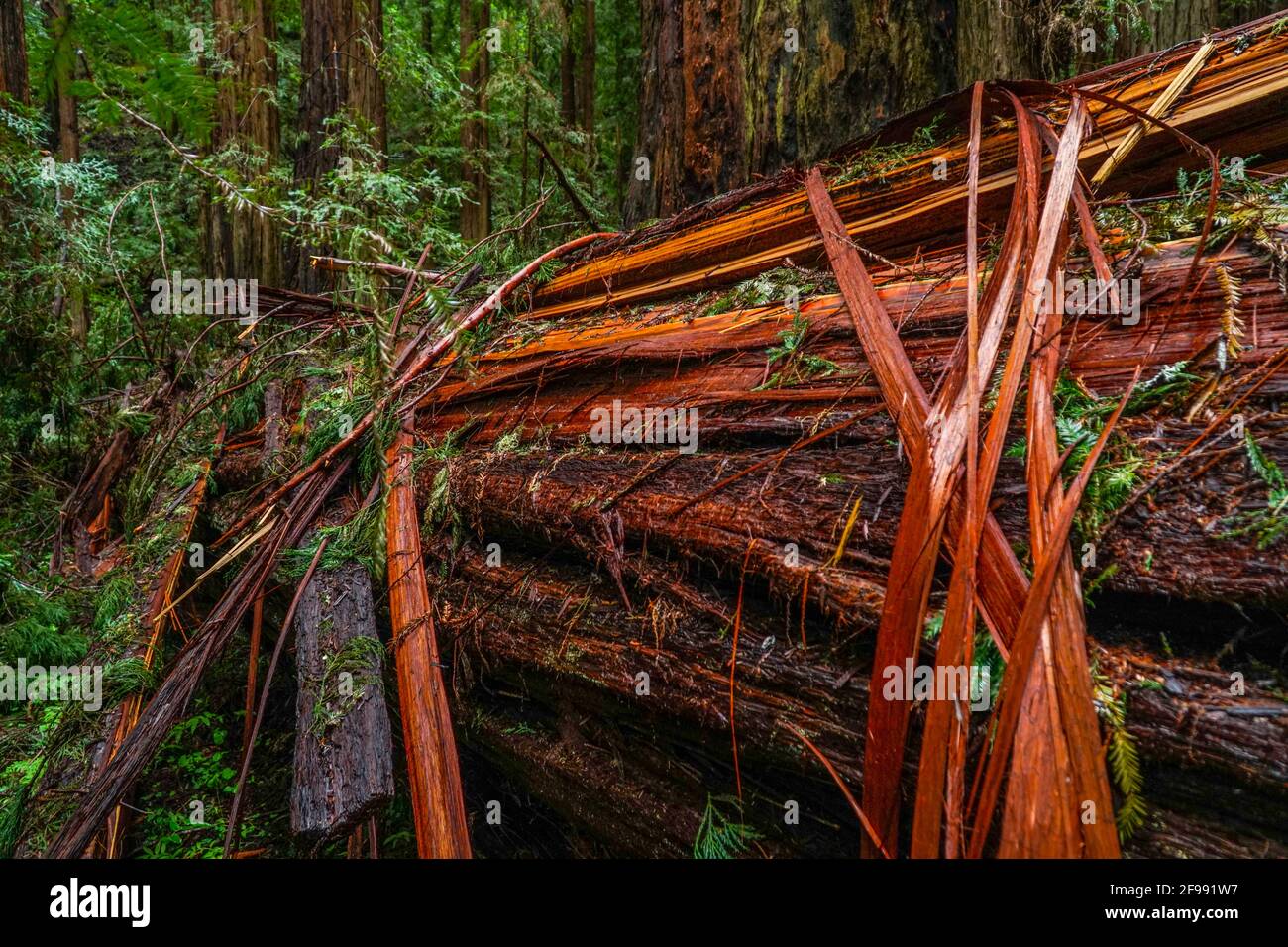 The Giant red Cedar trees at Redwoods National Park Stock Photo Alamy