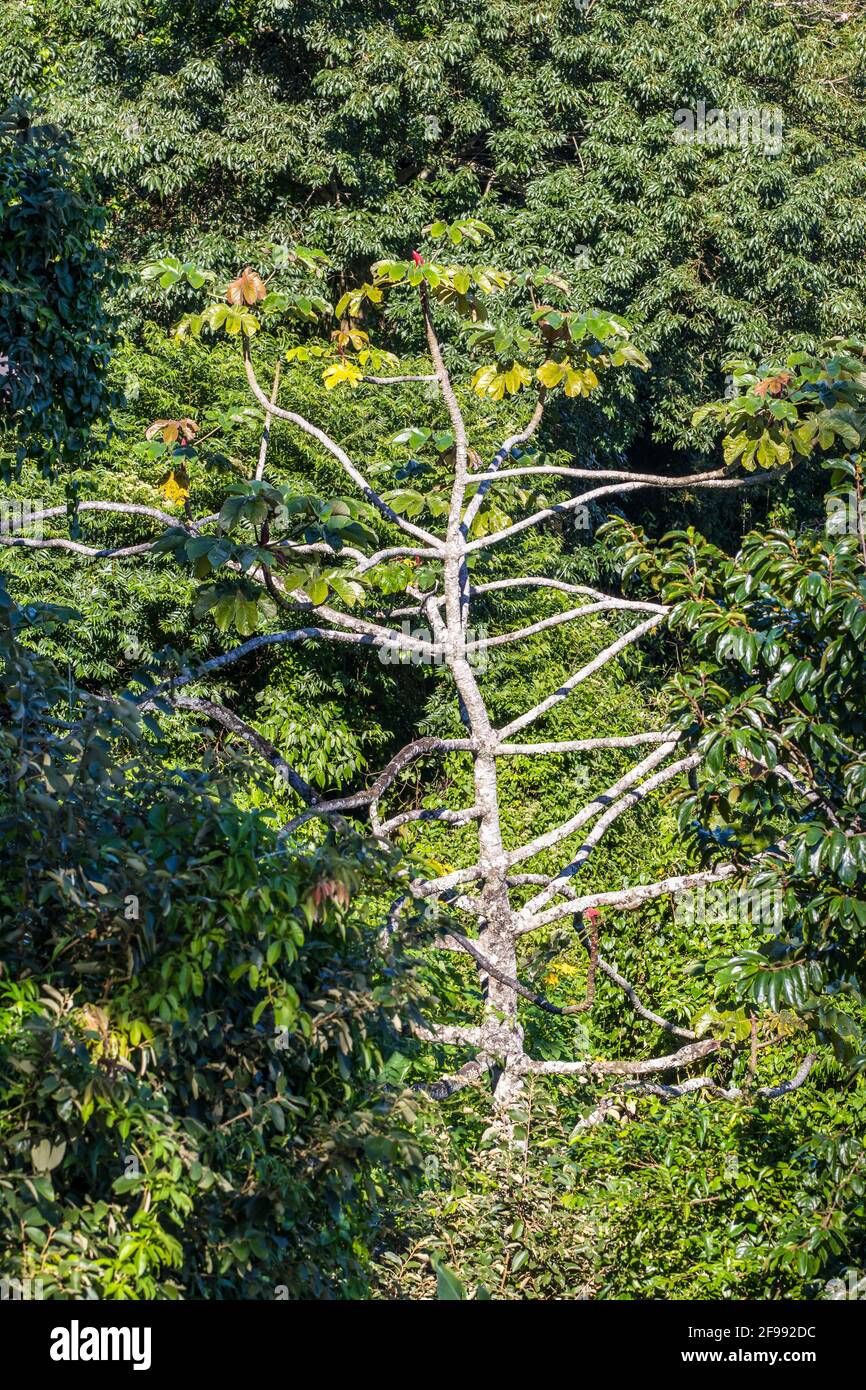 Vertical shot of Cecropia tree in the forest Stock Photo