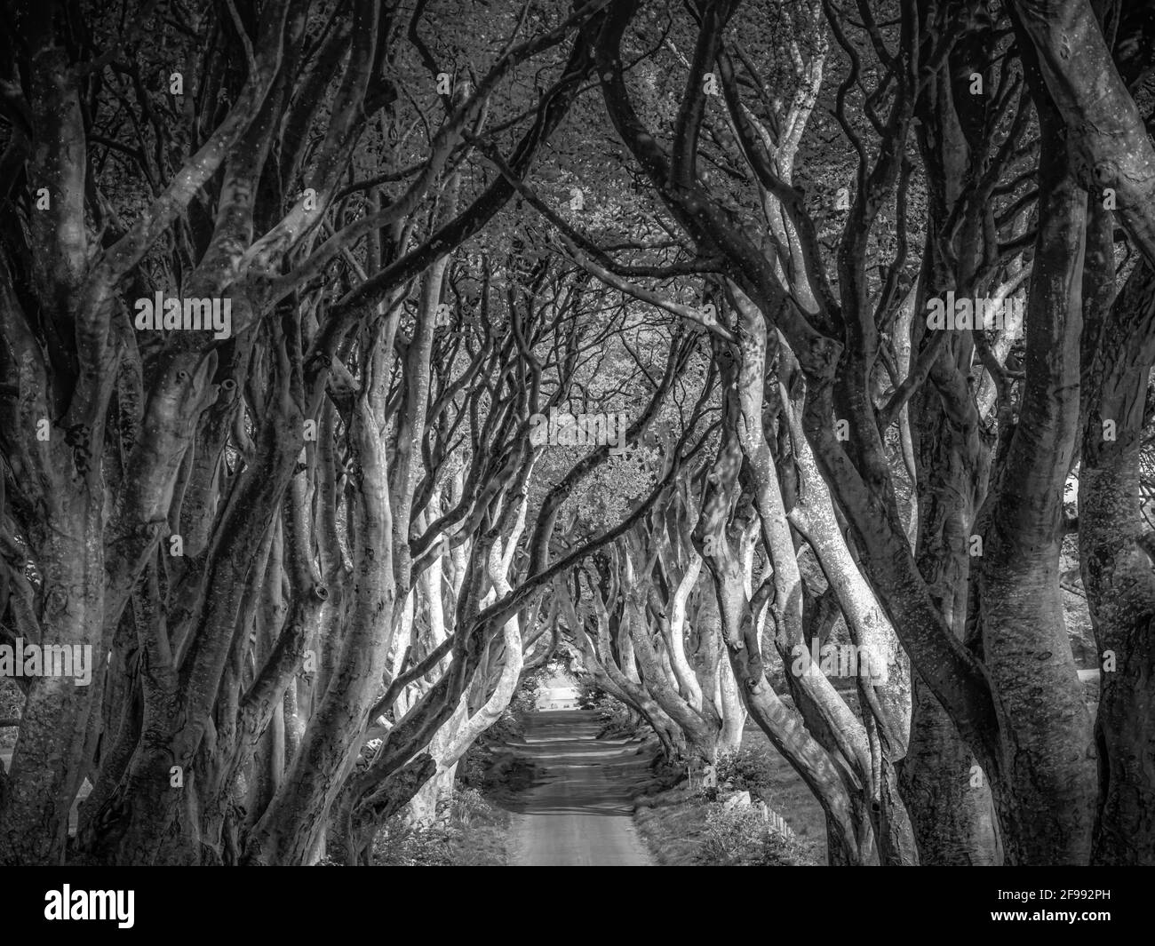 Dark Hedges of Northern Ireland in autumn Stock Photo Alamy