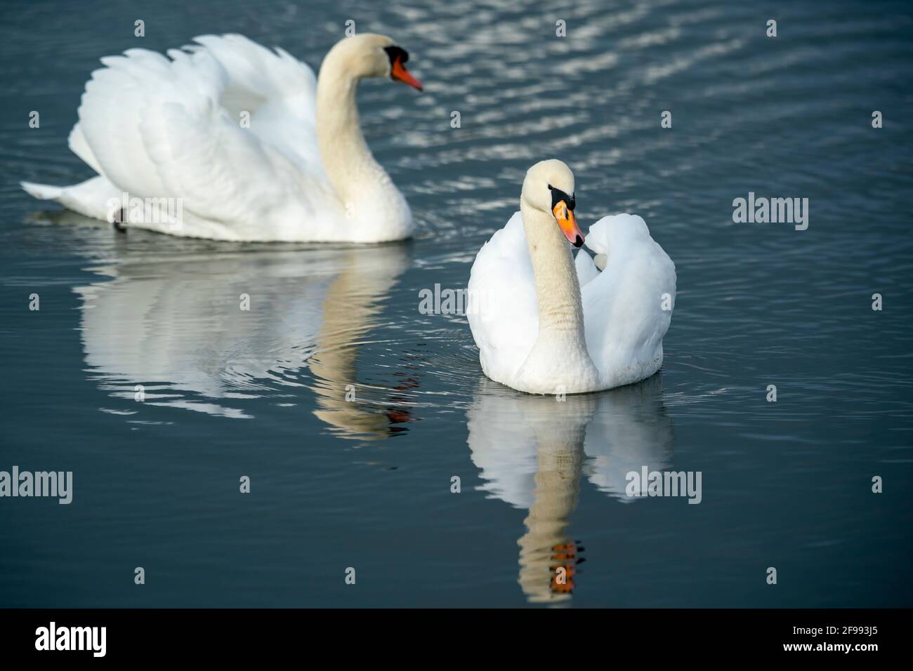 Two mute swans (Cygnus olor) swimming on the Rhine, Germany, Stock Photo