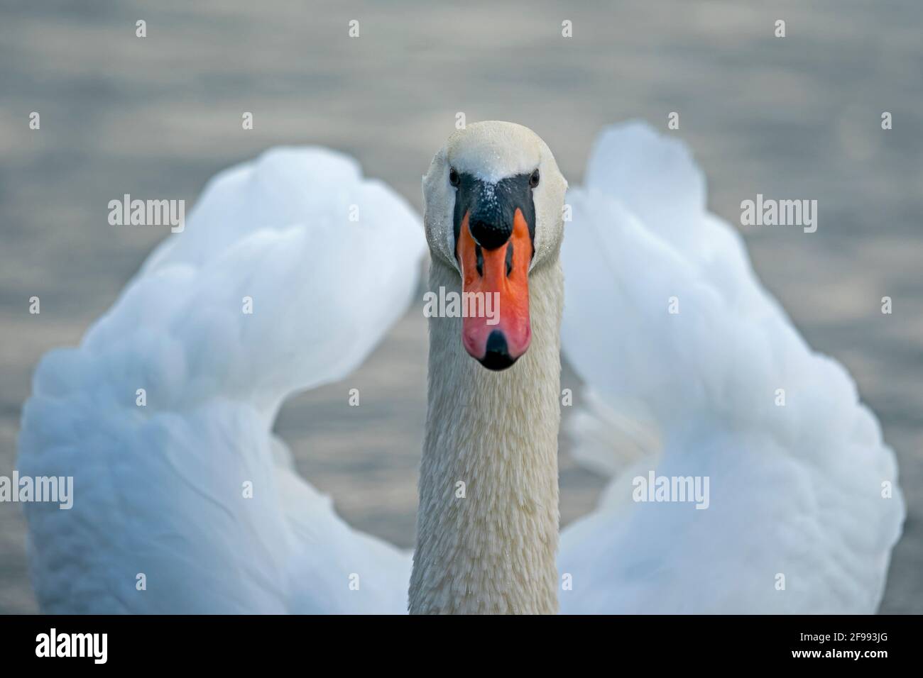 Mute swan (Cygnus olor) swims courtship on the Rhine, Germany, Stock Photo