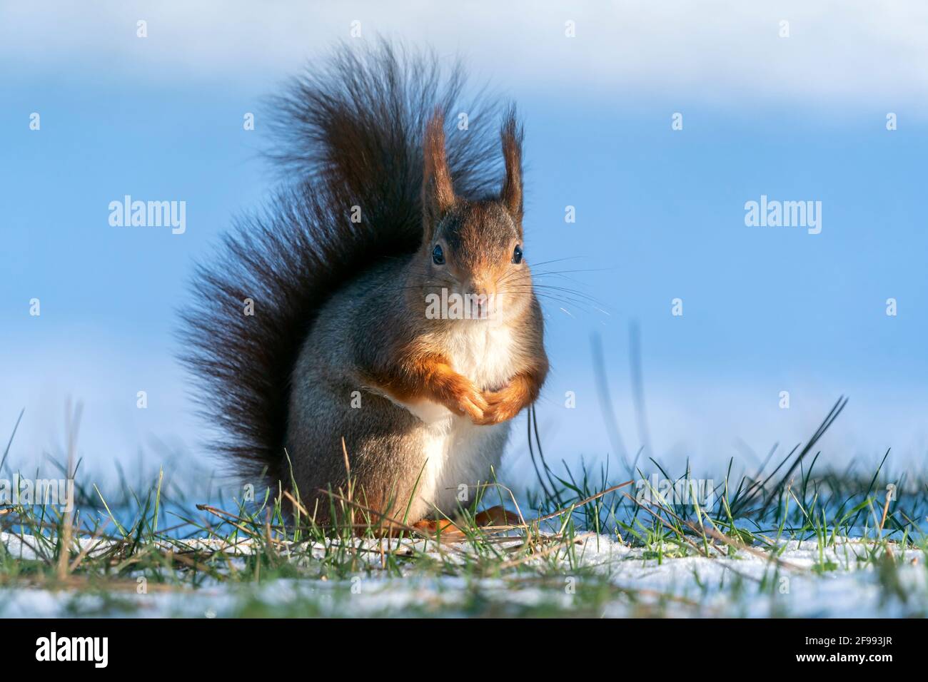 Squirrel, (Sciurus vulgaris) foraging for food, wildlife, Germany Stock Photo