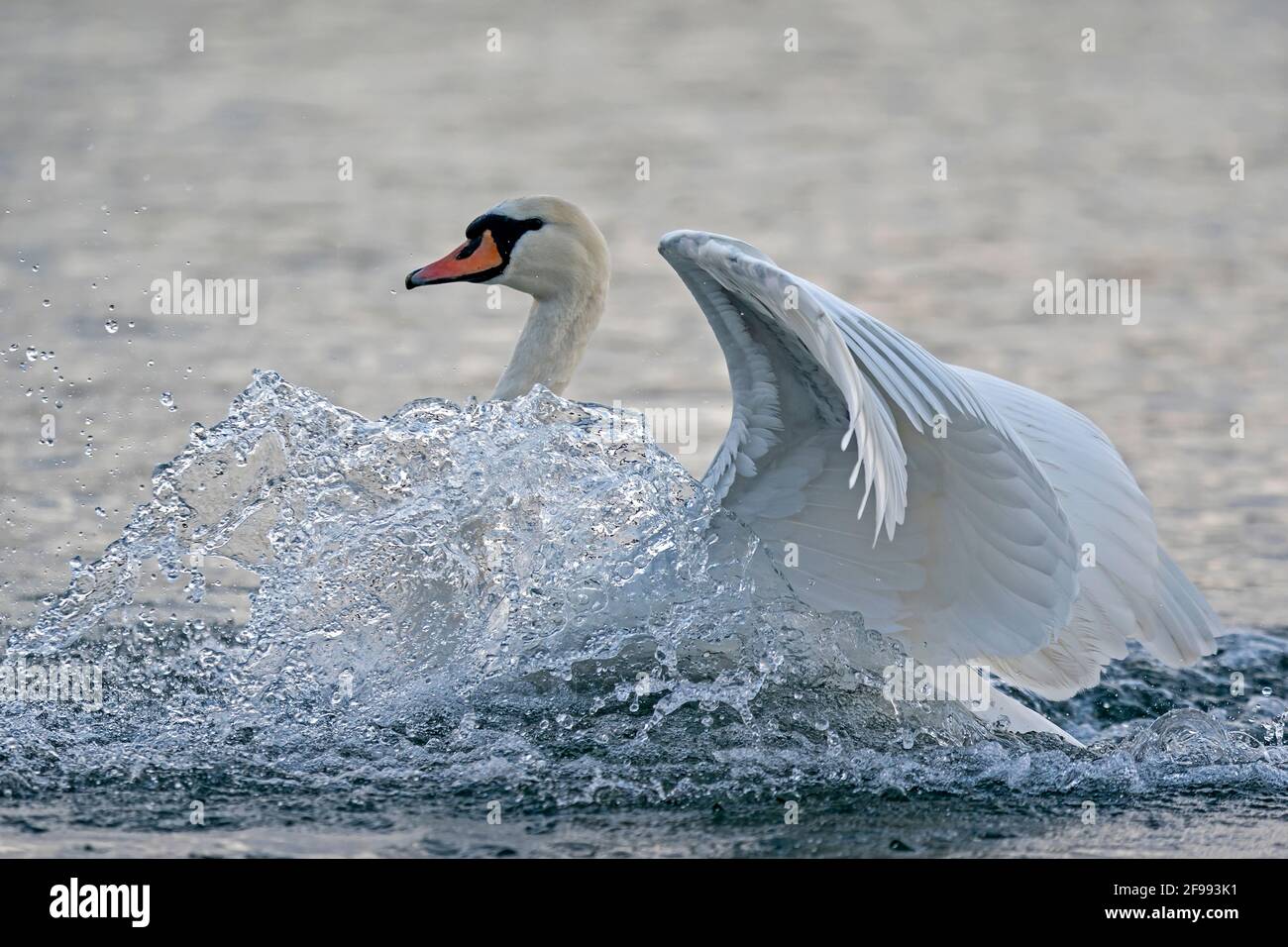 Mute swan (Cygnus olor) swims on the Rhine, Germany, Stock Photo