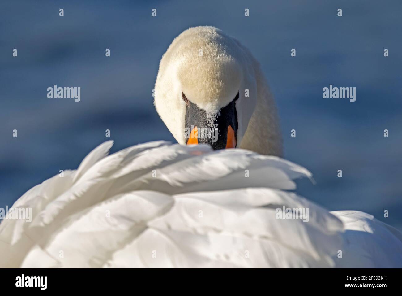 Mute swan (Cygnus olor) in the plumage care, animal portrait, close up, Germany, Stock Photo